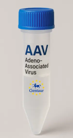 NGFRAP1 AAV Vector (Mouse) (CMV)