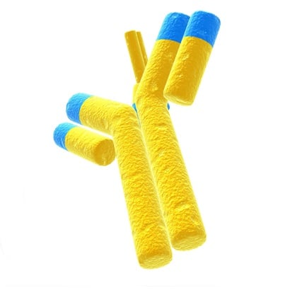 [71-AIAM6840] Sheep RBC, Rabbit anti-IgM fract.