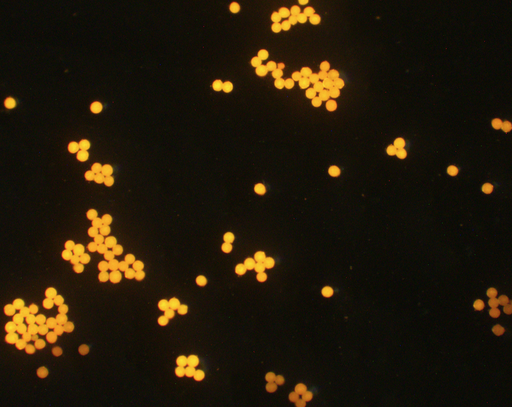 [AFO-0030-NH2] Orange PS Fluorescent Particles, 300 nm-NH2